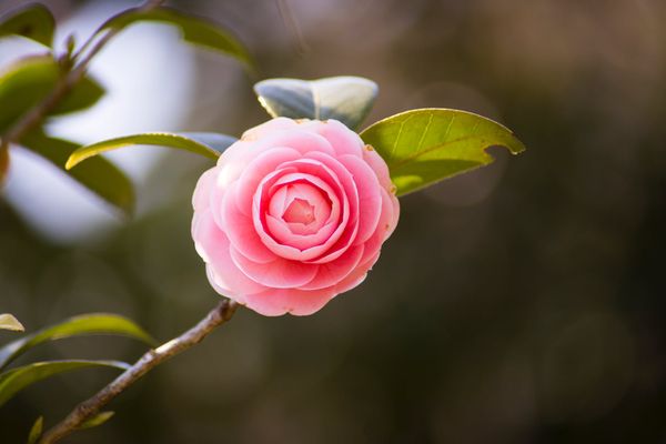 Camélia en fleur...