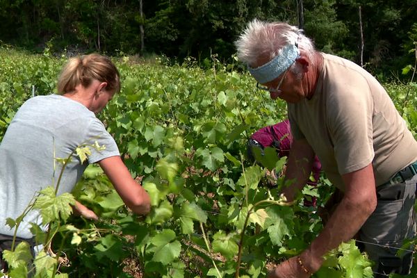 Le secteur de la viticulture souffre d'une pénurie de main d'oeuvre.