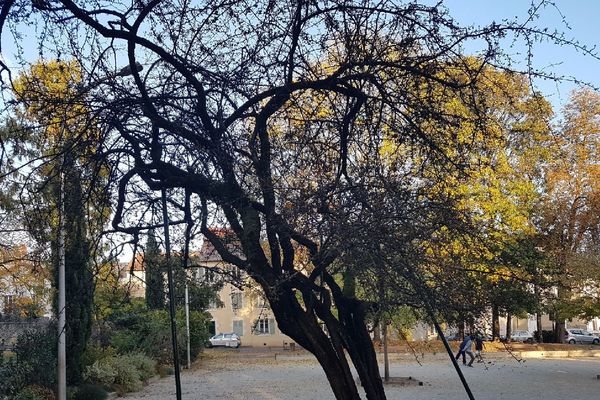 l'aubépine du parc Thuillat 