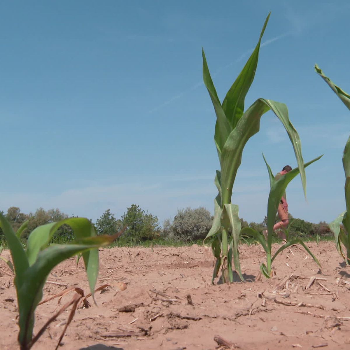 Météo agricole : quelles menaces pour les cultures en avance ?