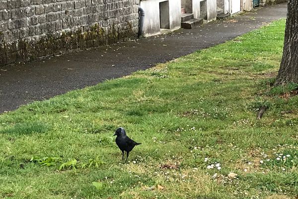 Le chouca des tours, espèce protégée, ravage les récoltes en se nourrissant des pousses à peine sorties de terre.