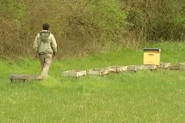 Cet apiculteur de Cherveux s'est fait voler plusieurs ruches