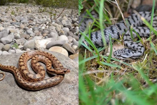 Un Serpent Dans Votre Jardin Ce Qu Il Faut Faire Et Ne Surtout Pas Faire