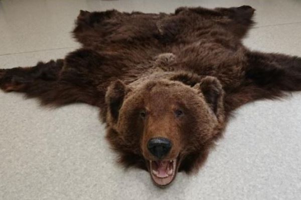 La peau d'ours découverte sur l'A36 dans le Doubs, dans un camion en provenance de Lituanie.