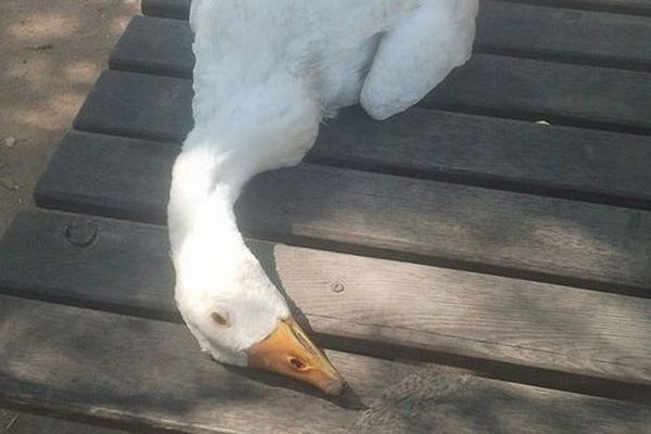 Une des oies de la ferme, le cou brisé