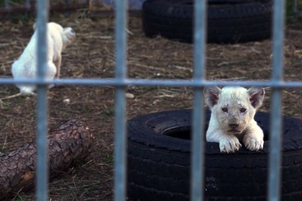 Ces lionceaux sont en captivité, ont été vus dans l'enceinte du cirque Zavatta, installé à Le Gua (17).