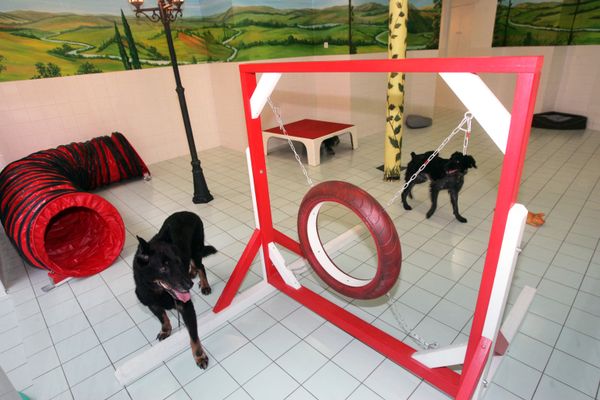 Les crèches pour chiens permettent aux animaux de se dépenser en l'absence de leur maître.