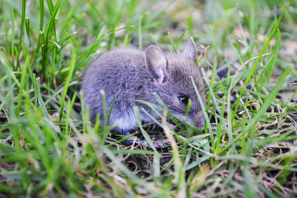 Gris souris, c'est la couleur du ciel pour ce mardi 25 avril.