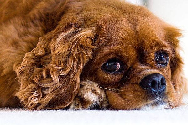 Un cavalier King Charles.