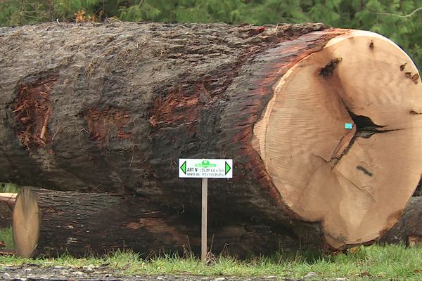 Ces arbres ont des caractéristiques prisées des tonneliers pour fournir aux vignerons les tonneaux de leur choix qui serviront à la maturation des crus de vins les plus prestigieux.