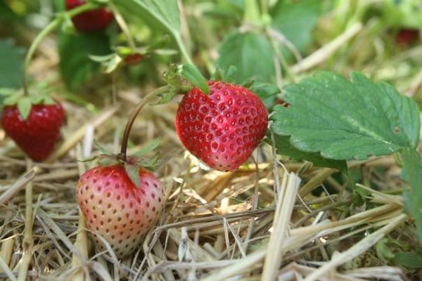 En janvier, les fraises arrivent déjà dans l'Hérault.