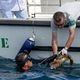 Tortue caouanne relâchée dans la réserve marine de Banyuls-Cerbère (Pyrénées-Orientales) le 7 juin 2024.