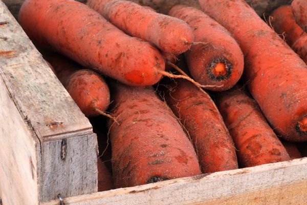 La carotte des sables est l'un des produits phares du Cotentin