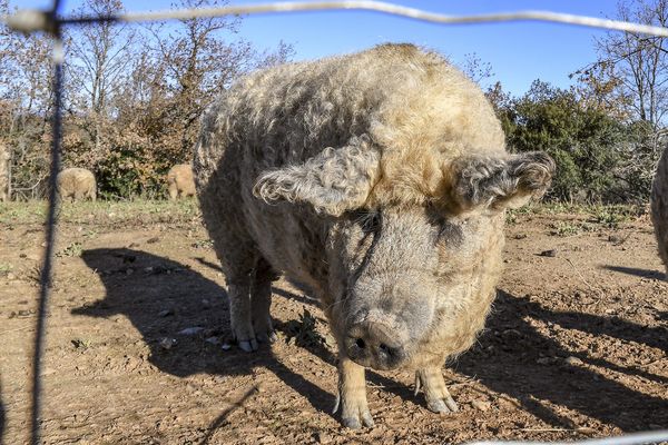 La totalité des animaux de l'élevage, soit une centaine d'animaux infectés par la maladie d'Aujeszky, situé à Montjoi dans le Tarn-et-Garonne a été abattue.