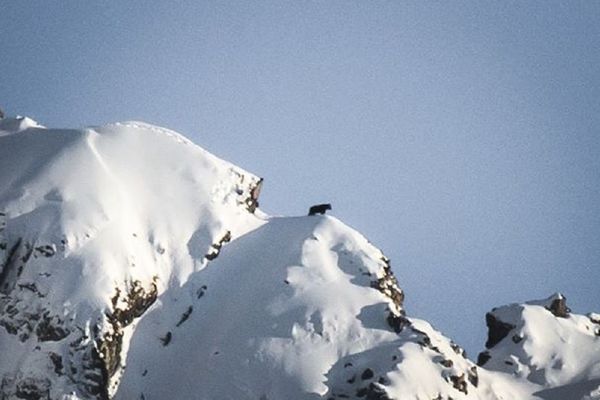 L'ours qui marche sur la crête.