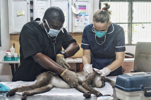 Peggy Motsch est directrice d'un projet de conservation et primatologue en Zambie