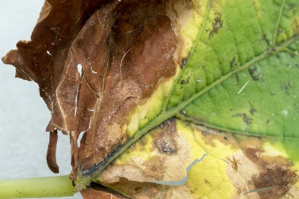 Feuille de vigne abîmée par le mildiou