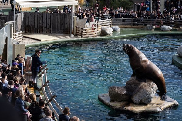 Des visiteurs lors d'un des derniers spectacles de Marineland. Le parc fermera définitivement ses portes ce dimanche 5 janvier 2025. Reste la question du devenir des animaux et des employés.