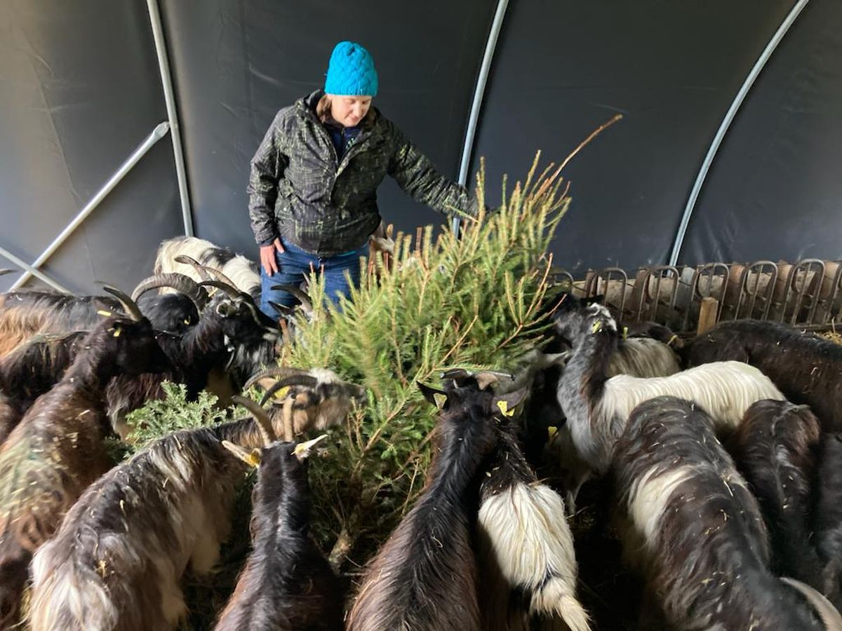 Insolite. Ces sapins de Noël qui régalent les chèvres