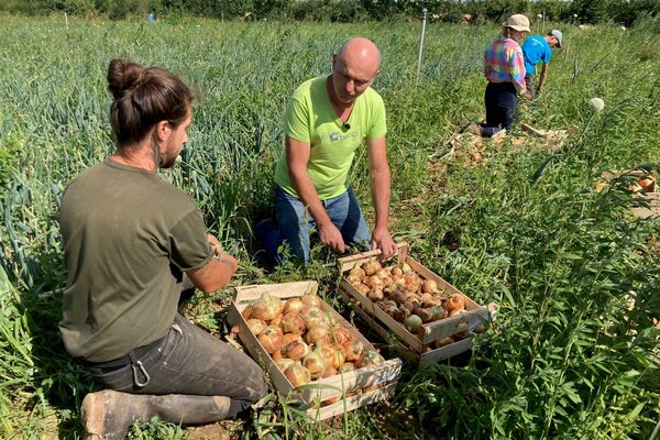 14% des exploitations alsaciennes sont en bio.