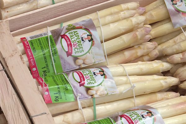 Les températures fraîches et le manque d'ensoleillement du mois d'avril réduisent les rendements. Jusqu'à 70% d'asperges en moins chez certains producteurs.