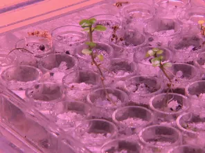 Les étudiants de l'INSA Toulouse cherchent à créer un biostimulant pour faire pousser des plantes sur la Lune.