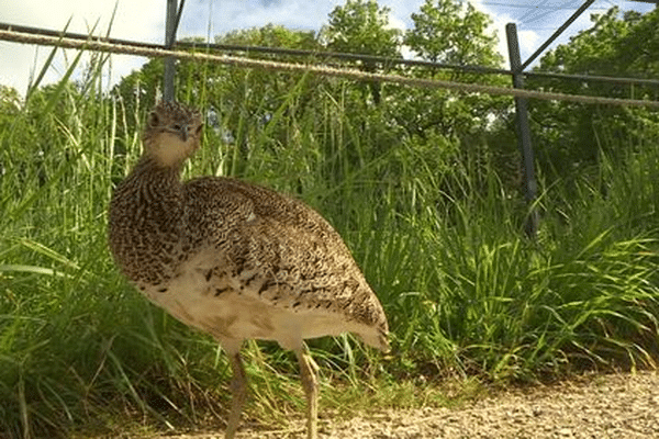 L'outarde canepetière, en voie d'extinction, est au cœur de la décision de la cour administrative de Bordeaux.