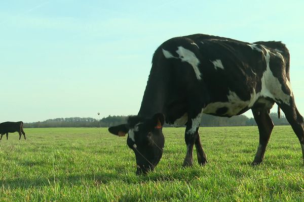 Avec leurs 70 vaches laitières, les trois agriculteurs perçoivent chacun un revenu de 2.000 euros par mois