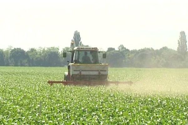 Si les céréaliers n'utilisaient plus de produits phyto, le rendement serait en baisse de 20% 