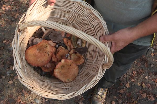 La cueillette de champignons ne doit pas dépasser plus de 5 kilos par personne, sous peine de sanctions.