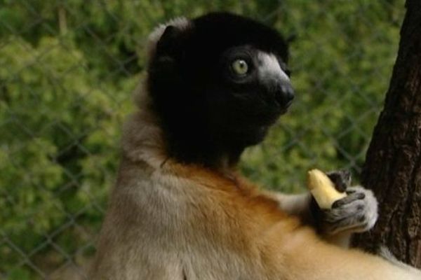 Manao, 7 ans, adore les pommes...