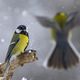 Comment nourrir les oiseaux l'hiver ? Que leur donner ?