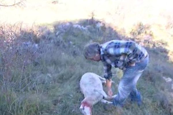 A Caussols, 13 brebis ont été tuées par une meute de loups.