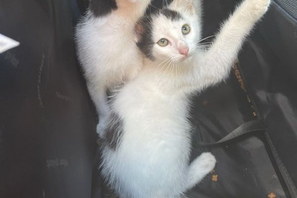 Deux adorables chatons découvert dans une poubelle à la déchetterie de Villenave-d'Ornon, près de Bordeaux ce 28 juillet 21. 