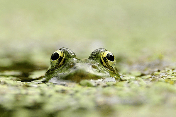 Grenouille verte, Jardins des Plantes