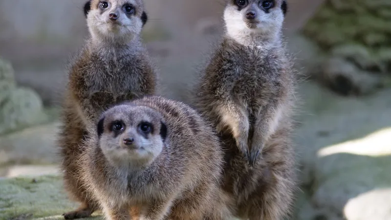 EN IMAGES. Retour sur les 10 ans du parc Biotropica à Val-de-Reuil