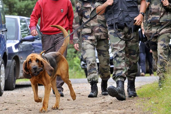 Le chien de Saint-Hubert est utilisé pour rechercher des personnes disparues.