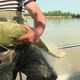 Un silure de petit gabarit pêché en Gironde