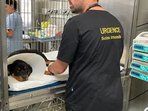 Les urgences de l'école vétérinaire de Lyon poursuivent leur activité pendant la période estivale.