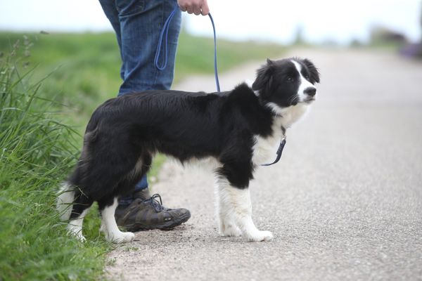 Au printemps, la réglementation se durcit pour promener son chien et préserver la faune.