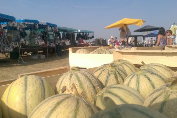 La saison 2017 sera très bonne pour les producteurs de melons de la Vienne.