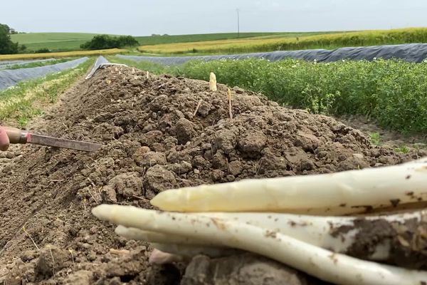 Les asperges n'aiment pas la fraicheur des températures