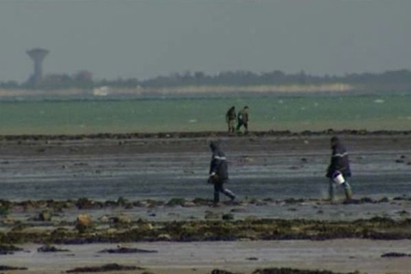 Dans l'île de Ré, la surface de l'estran est de 66km2 