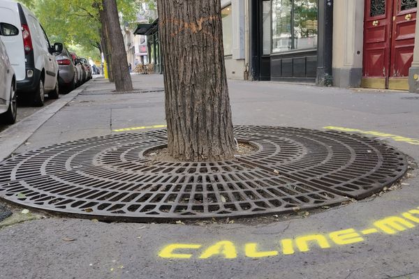 Un arbre « câliné » rue Brochant, à proximité du square des Batignolles.