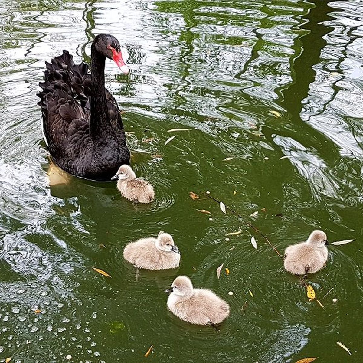 Quatre Cygnes Noirs D Australie Sont Nes Au Parc Animalier De Hoenheim