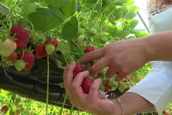 Orianne choisit ses fruits avec soin