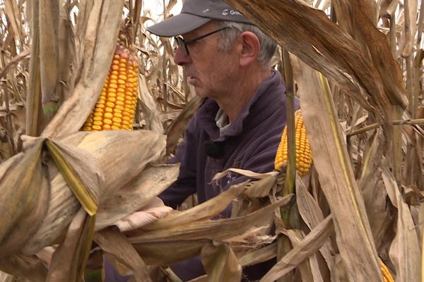 Les exploitants de maïs inquiets pour leur production à cause des fortes pluies.