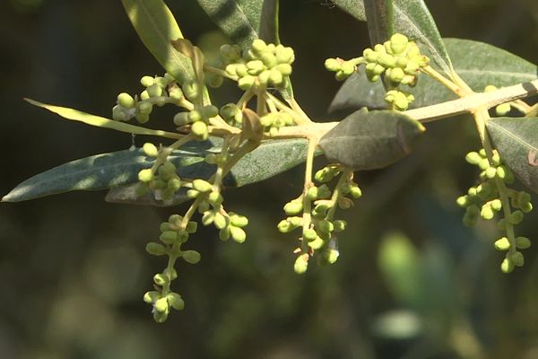 Une belle grappe de fruits prometteuse.