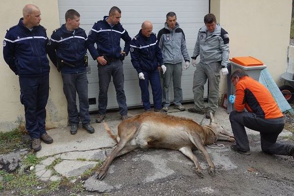 Les gendarmes de Château-Ville-Vieille devant le cerf avec le directeur du laboratoire départemental vétérinaire et d'hygiène alimentaire des Hautes-Alpes (en orange) et des agents de l'Office National de la Chasse et de la Faune Sauvage.