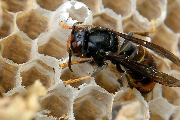 Le frelon asiatique, dangereux pour l'homme comme pour les abeilles.